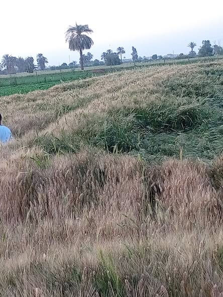 القمح ده مروي بقاله 15 يوم بس فيه راقد زي ما فى الصور هيحتاج يشرب تانى ولا لا